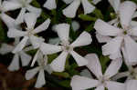 Sticky catchfly